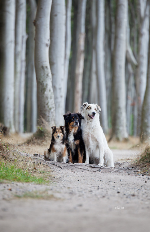 lainphotography:Diva (sheltie), Dundee (Aussie) and Daphne...