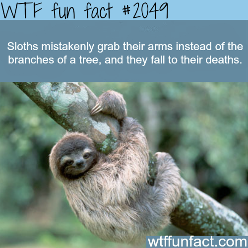 True Facts About The Sloth - WTF Fun Facts