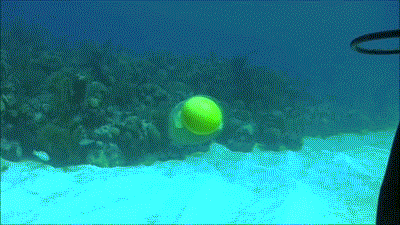 Image Result For Cracking Egg Underwater Image Result For Cracking Egg Underwater