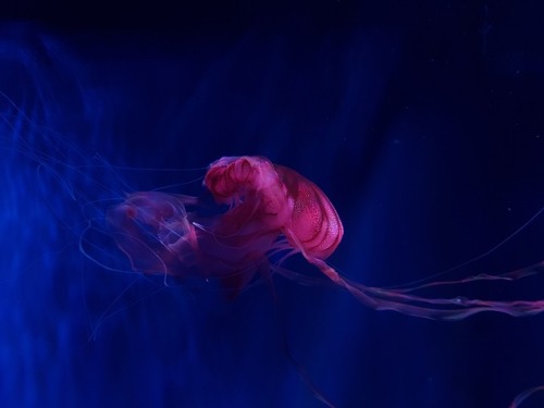 drxgonfly:Jellyfish (bySindre Bøyum)