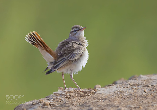 Rufous-Tailed Scrub-Robin