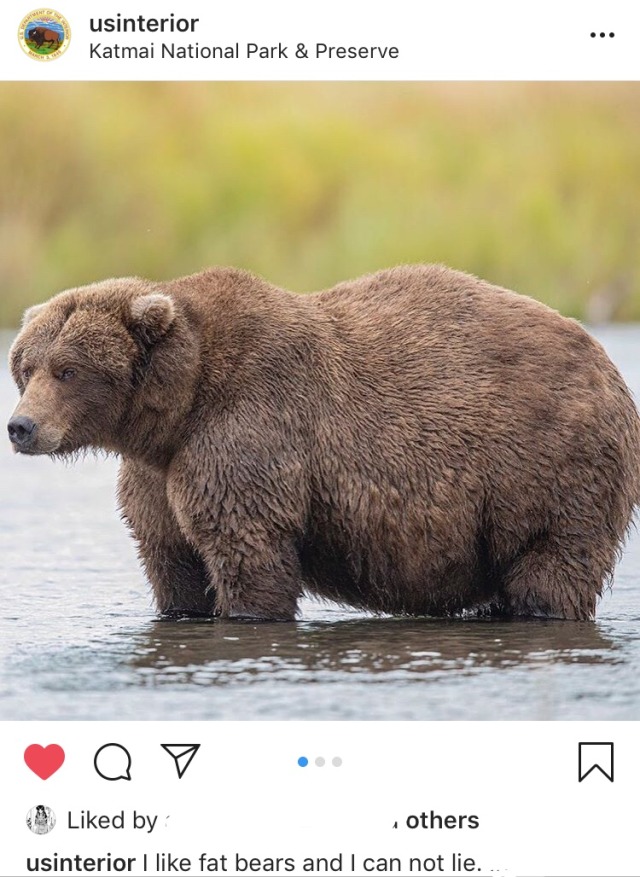 chubby Bears et