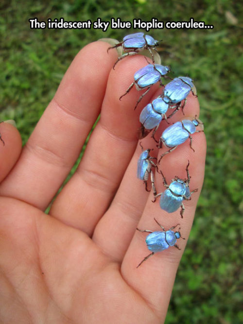 awesomesthesia:Hoplia Coerulea