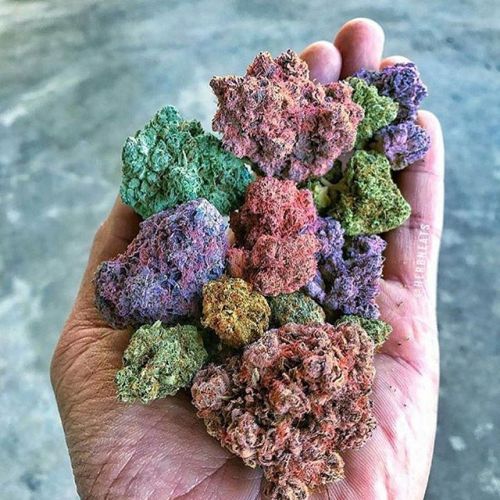 thedailychief:Colorful handful 