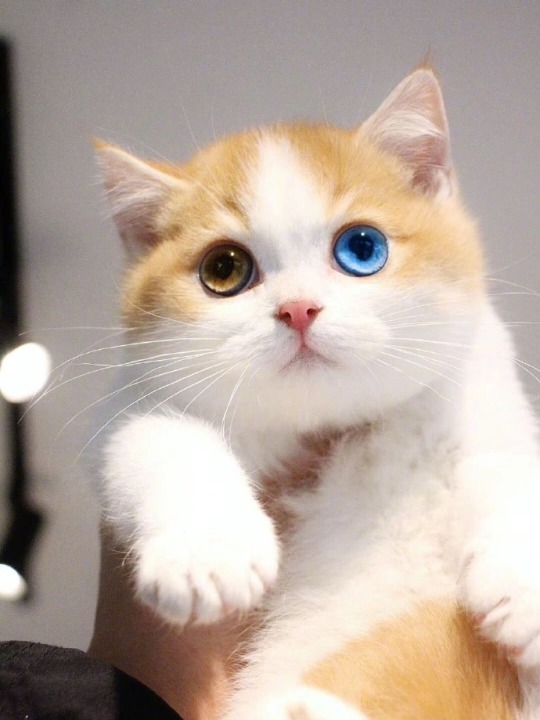 A kitten with two eyes of different colors, what is the value of this fairy?
