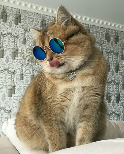 That is one cool cat.