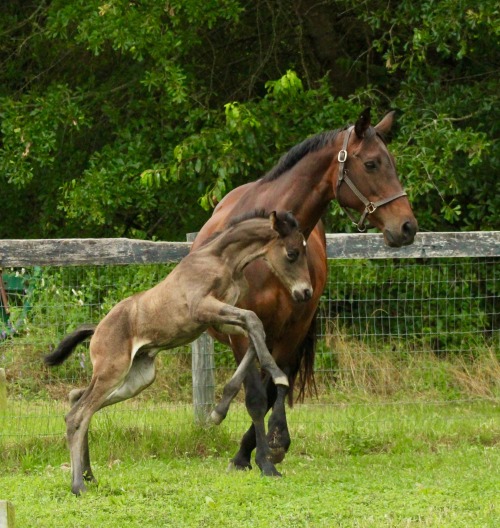 magnoliasporthorses