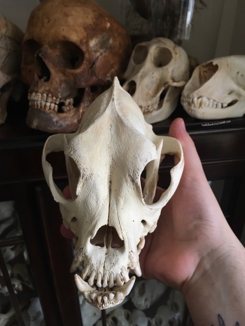 roadkillandcrows:Got this lovely dog skull today! Fairly sure...