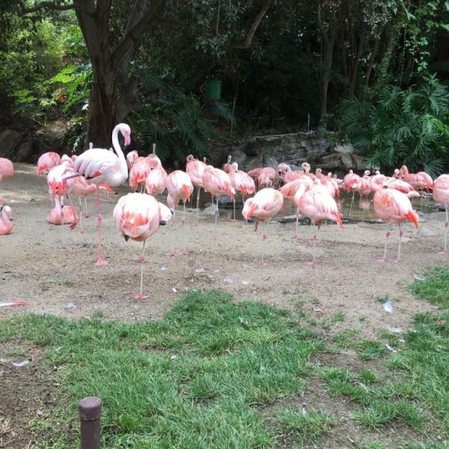 Looooooooong Zoo day with @girl_like_that ! #lazoo (at Los...