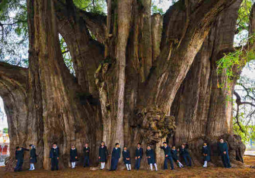 berghahnbooks:Photos Of Extraordinary Trees Around The World