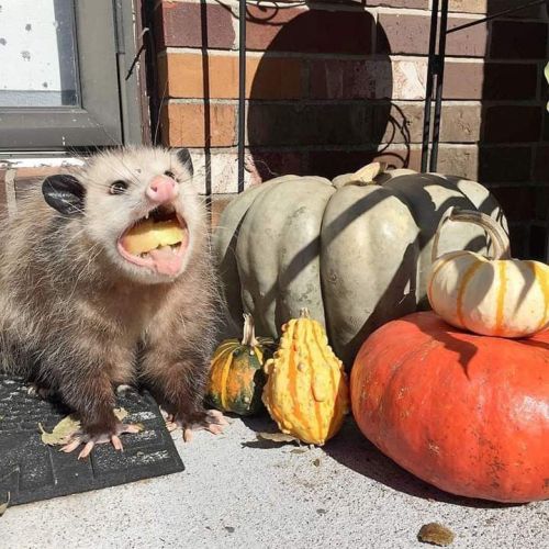 is-it-a-opossum | Tumblr