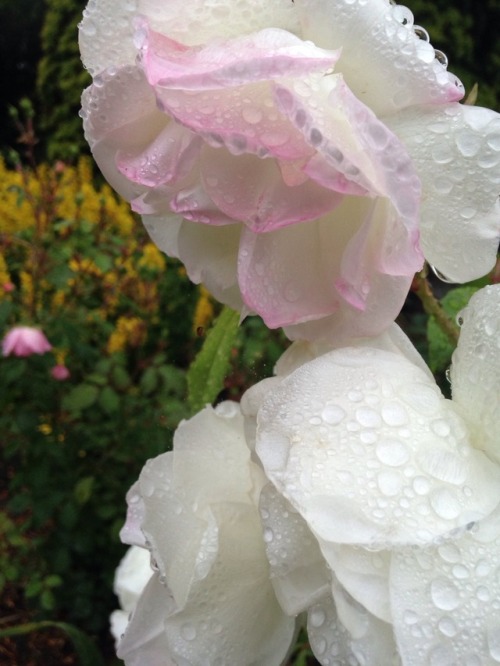 white flower photogrpahy | Tumblr