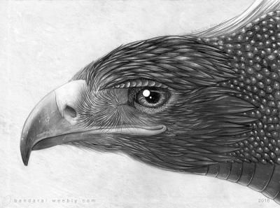 Hybrid Eagle Tumblr