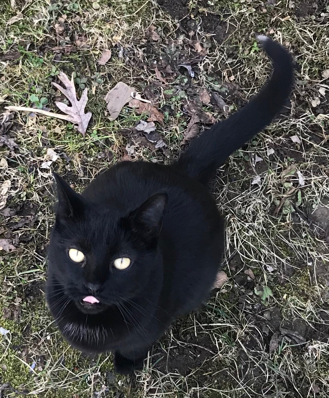 wowhead black tabby cat