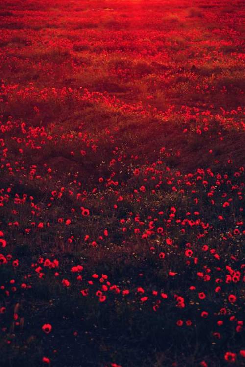 thenatureandthebeauty