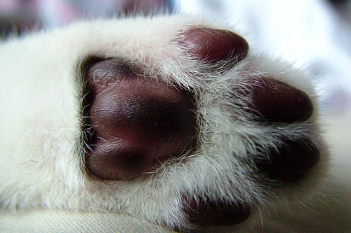 Generic Species (A Little on Paw Pads)