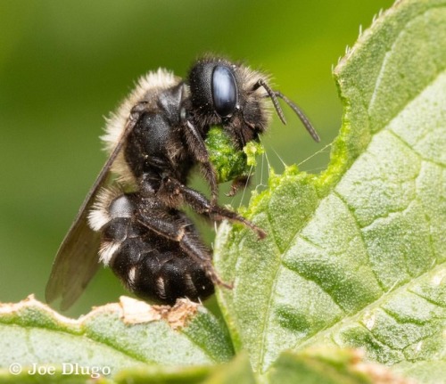 Hoplitis mason bee - taking a chunk of leafy goodness off a...