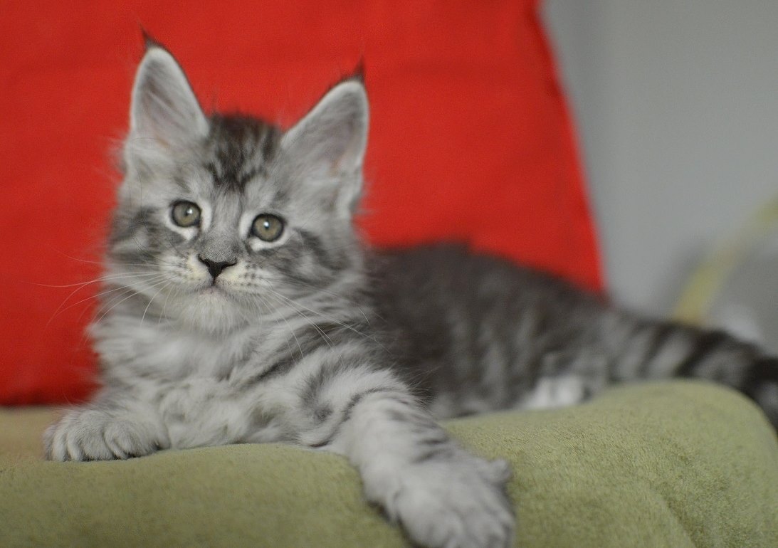 Cat Colours — Black Silver Mackerel Tabby