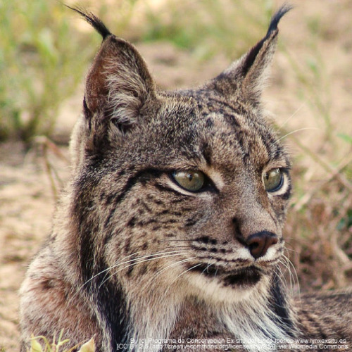 iberian lynx on Tumblr