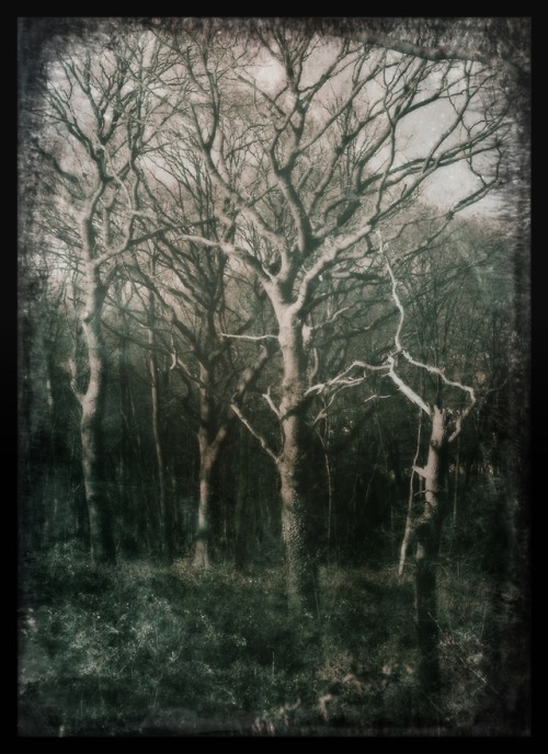 dark woods tumblr