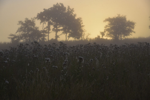 90377:Brunsholmer Morgennebel; Bergenhusen, Stapelholm by...