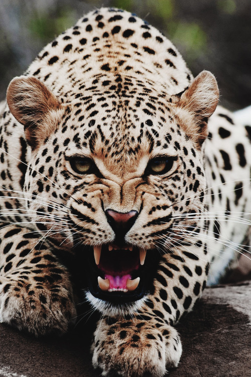 draftthemes:envyavenue:Roaring LeopardFollow us on...