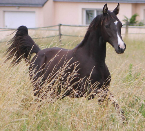 scarlettjane22:Haras de Martras - Saumur