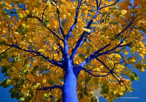 thunder-in-my-brain:The Blue Trees – New Westminster