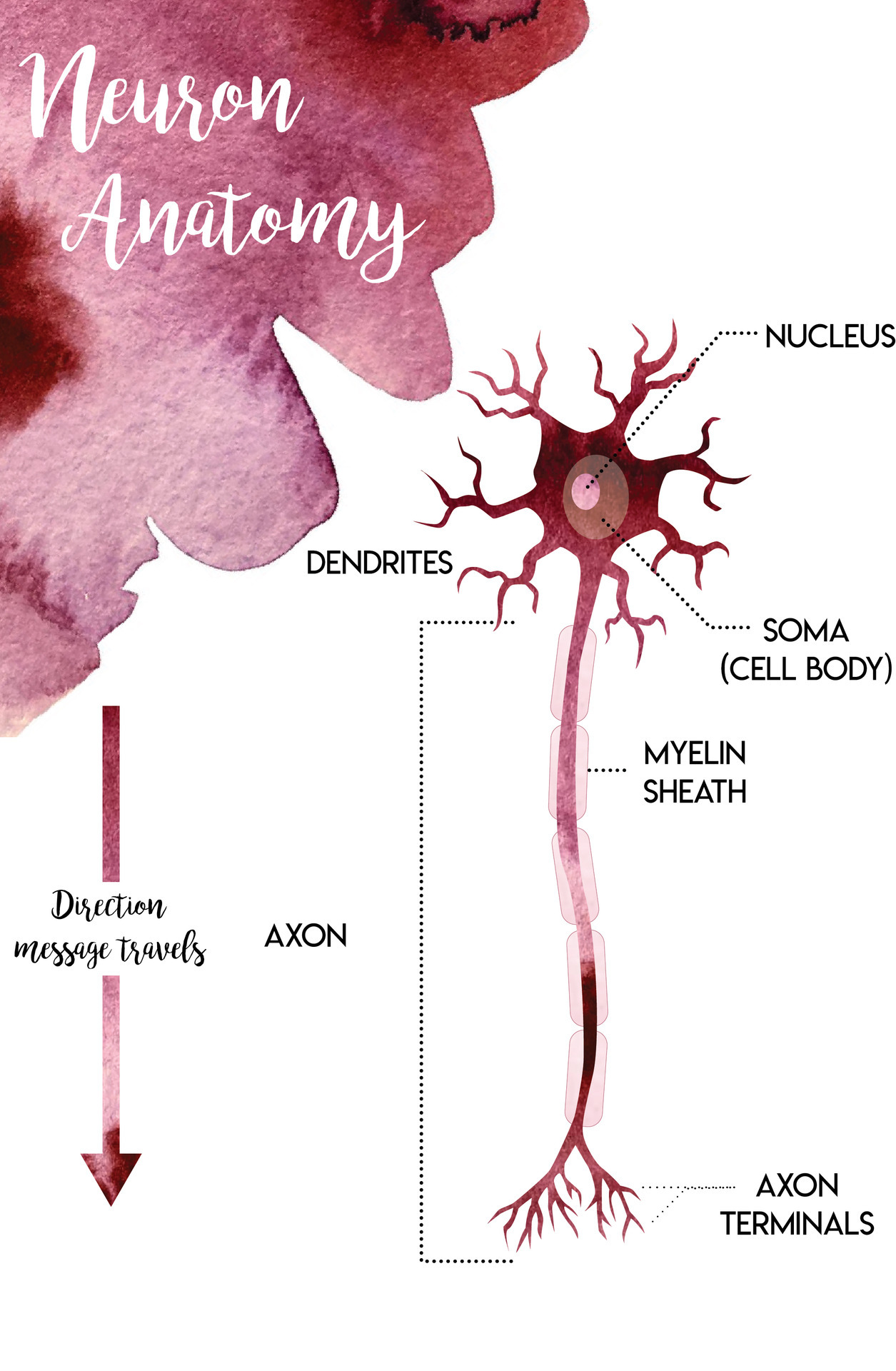 neuron dendrite