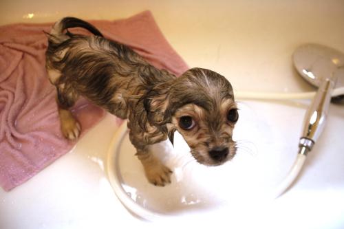 wewewe-soexcited:A compilation of puppies first bath photos…...