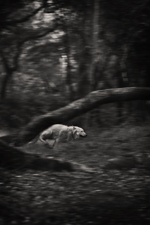 magic-she-wolf