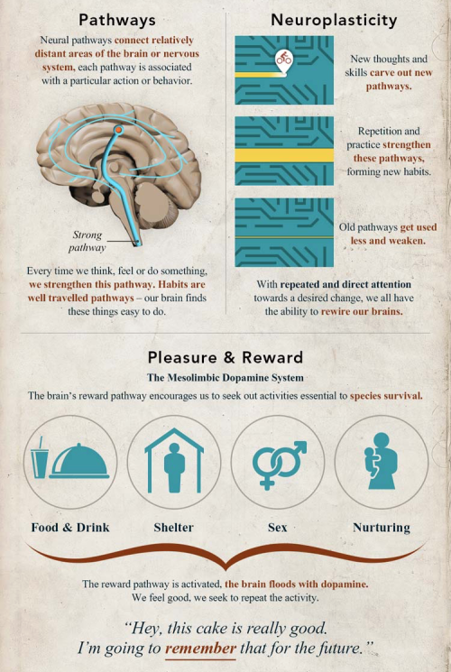 Rewiring The Brain American Infographic 