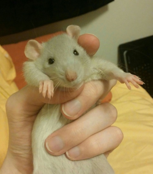 dumbo rat on Tumblr