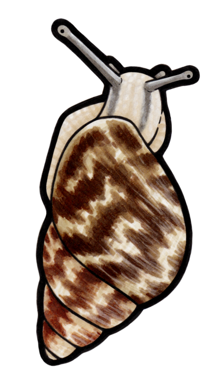 wonderoflandsnails