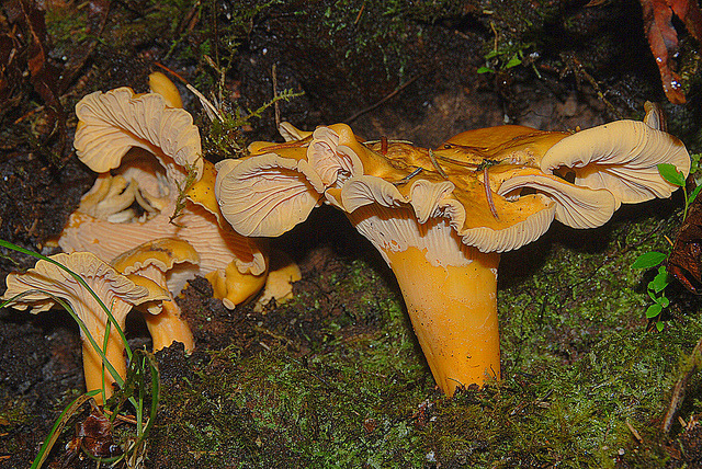 Nature And More Pacific Golden Chanterelle Cantharellus