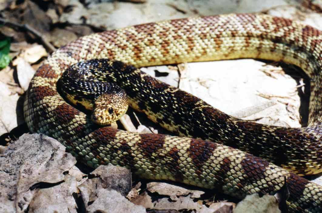 Reptile Facts unknownendangered Louisiana pine snake...