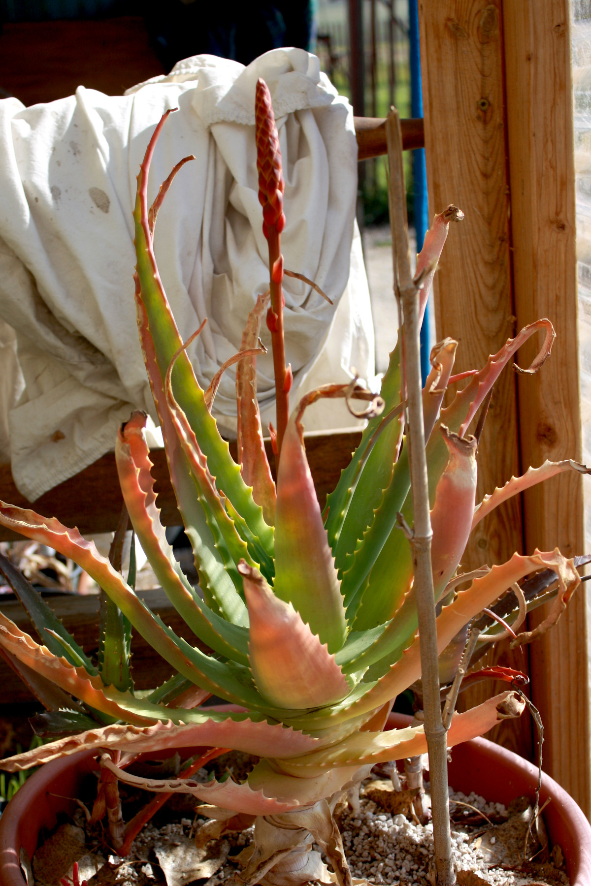 An aloe with a flower spike forming