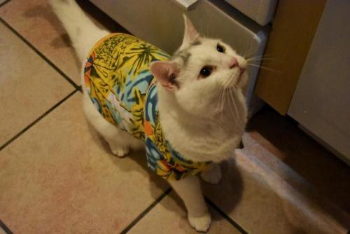 daily-blep:Not so sure about this whole wearing clothes thing...