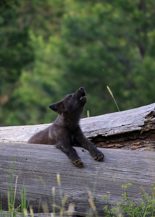 wild-diary:Wolf Pup | Oregon Department of Fish &...