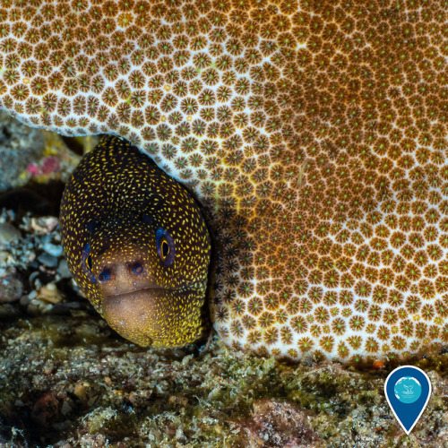 noaasanctuaries:Psst – this goldentail moray eel wants to tell...