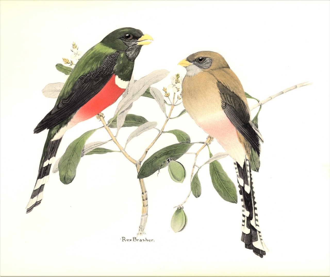 uwmspeccoll:
“ Feathursday Name That Bird After being snowbound in Milwaukee for a few weeks, the mind inevitably turns to the tropics. Hence, our choice for this week’s #Feathursday Name That Bird puzzler. This colorful couple spend most of their...