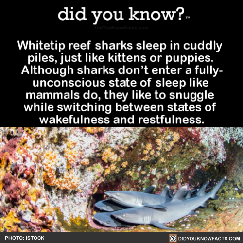 whitetip-reef-sharks-sleep-in-cuddly-piles-just