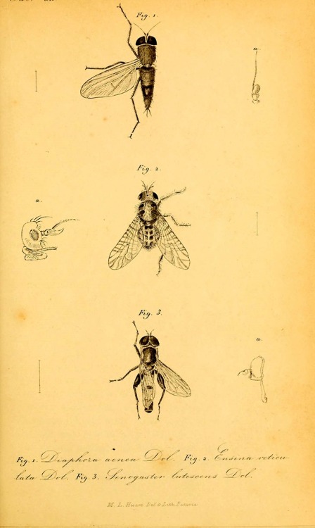 Diptera of the Dutch East Indies and related subjectsBy...