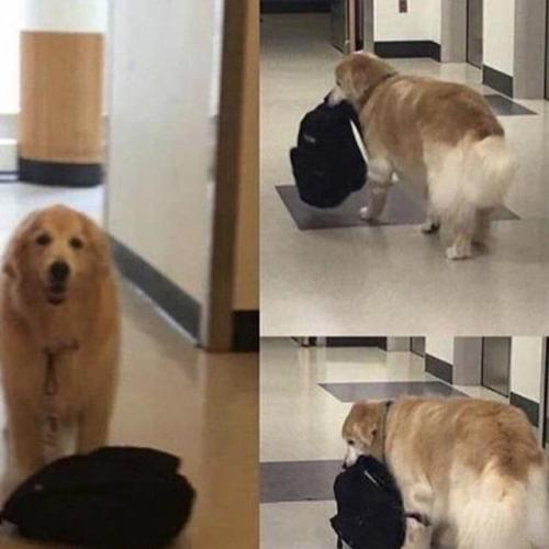 awwww-cute:Eddie the hospital therapy dog who carries around his...