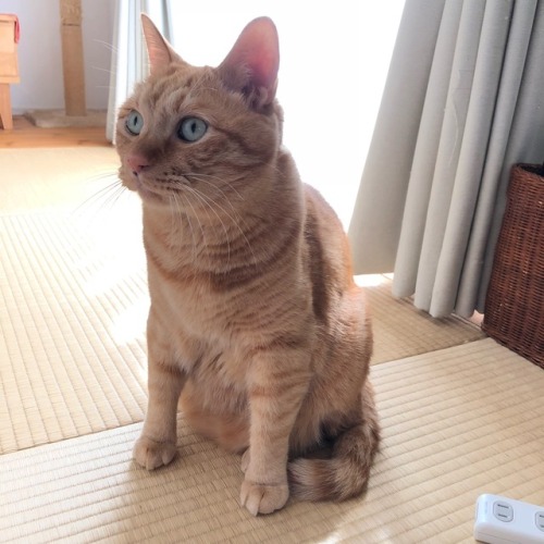 I am sitting on a Japanese TATAMI mat. The TATAMI mat is made...