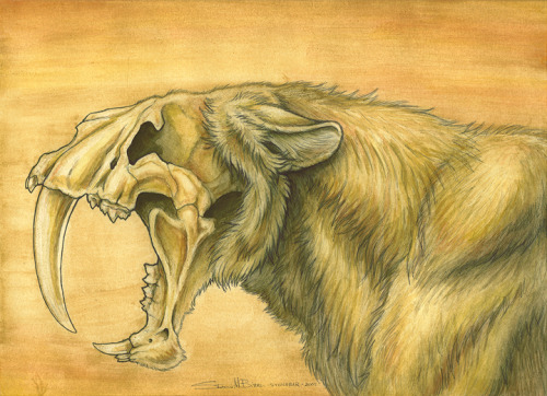 Resultado de imagem para smilodon