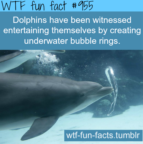 Dolphins Facts More Of Wtf Fun Facts Are Coming
