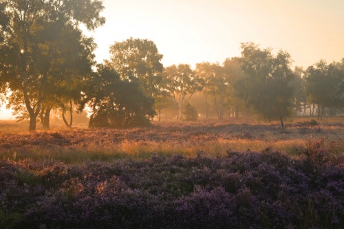 expressions-of-nature:Facing the Fog by Alice van der Plas