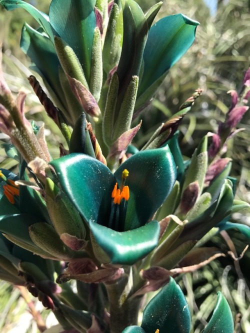 Some Chilean Puyas at the Huntington Desert Garden. San Marino,...