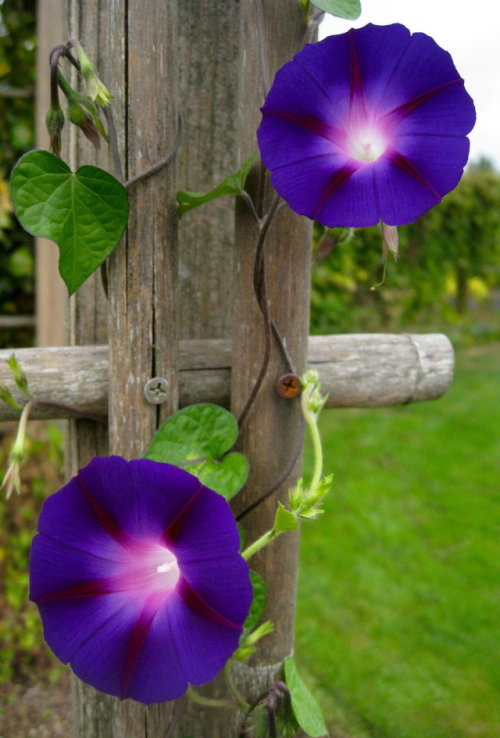 afaerytalelife:Morning Glory, by Kim Newlands.